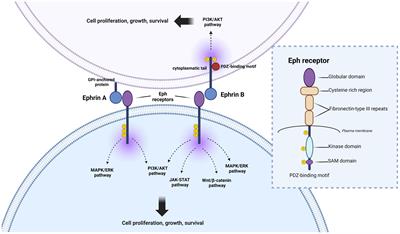 Potential role of the Eph/ephrin system in colorectal cancer: emerging druggable molecular targets